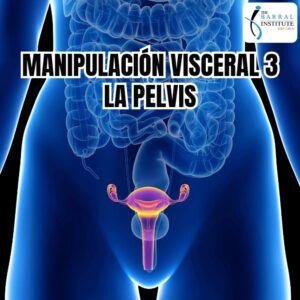 Manipulación Visceral 3, La Pelvis.
